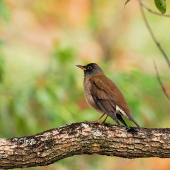シロハラ シロハラ シロハラ,野鳥,冬鳥の写真素材