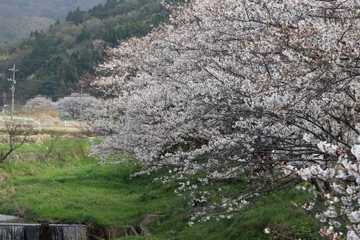 サクラのある田舎の景色 サクラのある田舎の景色の写真