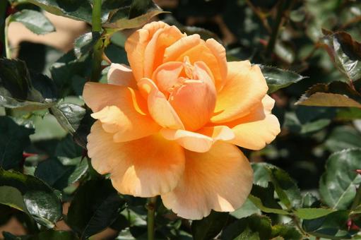 バラ・薔薇 マクロ バラ・薔薇 マクロの写真