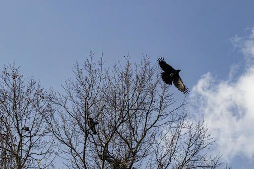 青空を飛ぶカラス 青空を飛ぶカラス 鳥,野鳥,カラスの写真素材
