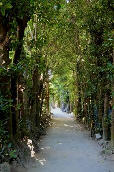 備瀬のフクギ並木 フクギ,自然,木の写真素材