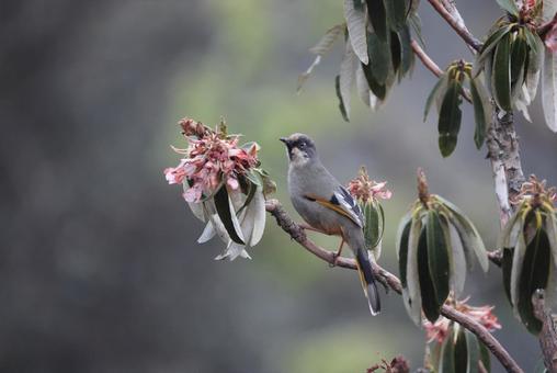 ヒマラヤガビチョウ ヒマラヤガビチョウの写真