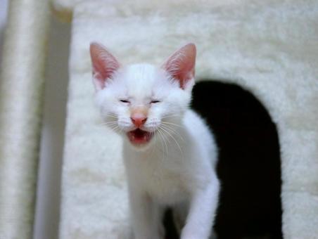 目を細めて鳴く　白い子猫 鳴く,子猫,目を細めるの写真素材