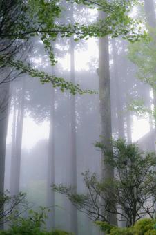 霧の森 霧の森の写真