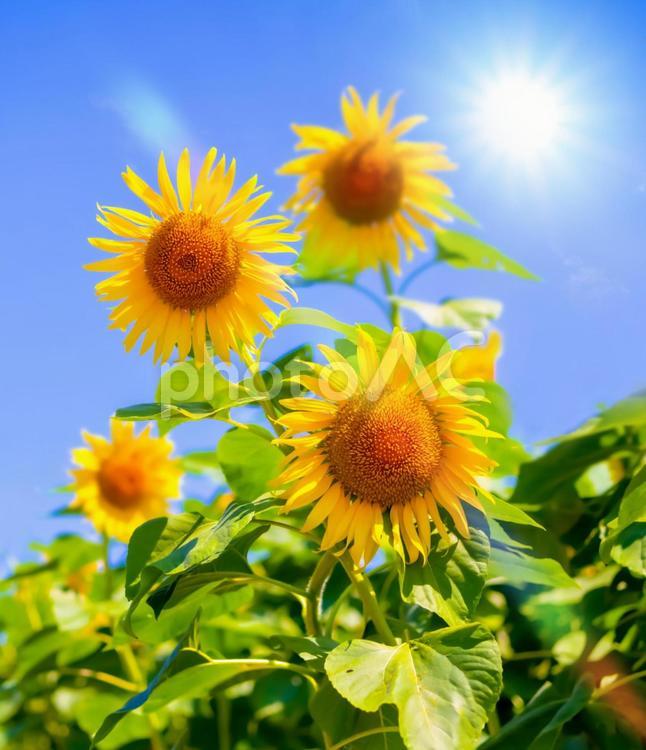強い日差しの夏の空に満開のひまわり 夏,太陽,ひまわりの写真素材