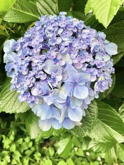 ポップコーン・おたふくアジサイ　混合株 ポップコーン,おたふく,紫陽花の写真素材