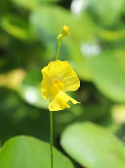 植物 タヌキモ 植物 タヌキモの写真