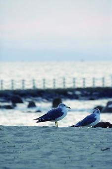 Seagulls and sandy beach in the evening, JPG