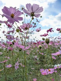 コスモス畑 コスモス畑,秋桜,コスモスの写真素材