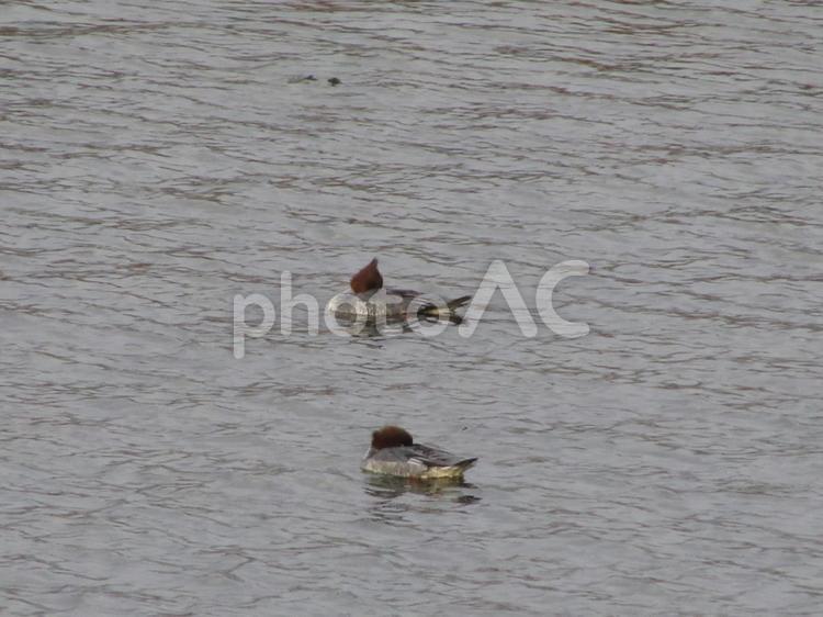 浮いているカモ2匹 風景,自然,川の写真素材