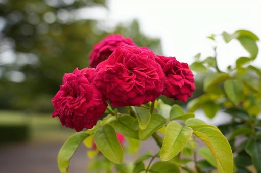 花 花の写真