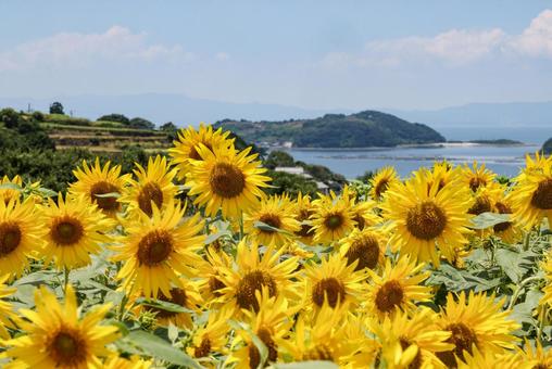 ヒマワリと青空 ヒマワリと青空 ヒマワリ,向日葵,花の写真素材