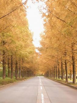 メタセコイア並木道 メタセコイア,秋,木の写真素材