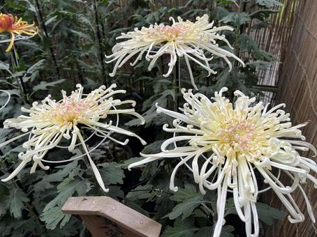 菊4 菊,秋,菊まつりの写真素材