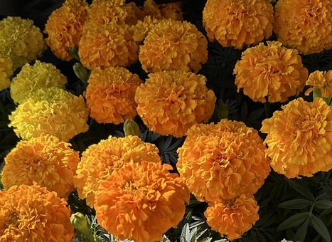 マリーゴールド マリーゴールド 花,マリーゴールド,オレンジの写真素材
