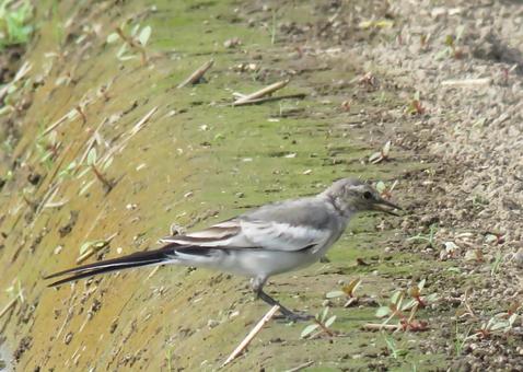 Young white wagtail, JPG Young white wagtail, JPG