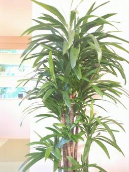 大型観葉植物 ストリクタ 10号鉢 大型観葉植物 ストリクタ 10号鉢の写真