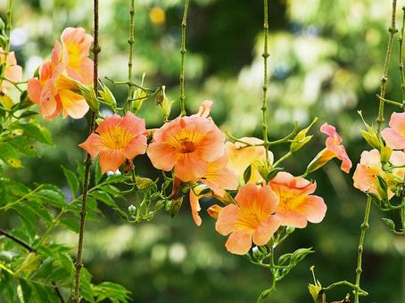ノウゼンカズラの花 ノウゼンカズラの花の写真