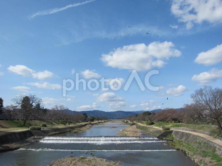 ゆったり時間が流れる、春の鴨川。 鴨川,賀茂川,春の写真素材