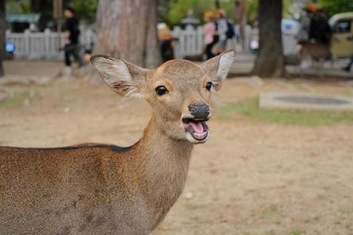 笑っている奈良の小鹿 笑っている奈良の小鹿の写真