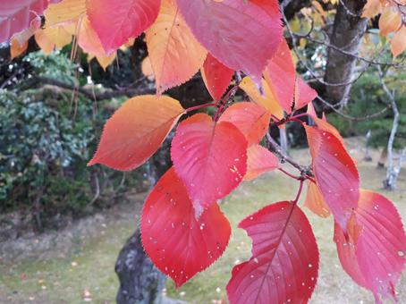 赤桜葉 赤桜葉の写真