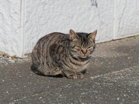 萩市 野良猫 萩市 野良猫 野良猫,地域猫,猫の写真素材