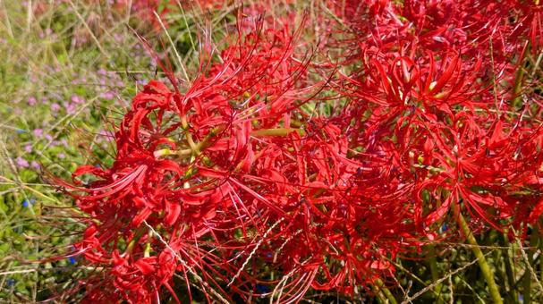 燃える花弁、静かな背景 燃える花弁、静かな背景の写真
