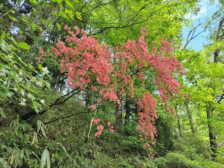 Photo, yamato azalea, pink color, spring, 