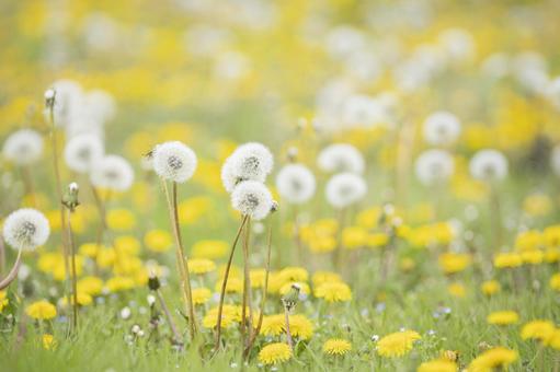 タンポポの綿毛と黄色いタンポポ タンポポの綿毛と黄色いタンポポ タンポポ,花,たんぽぽの写真素材