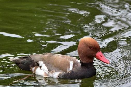 Mandarin duck, JPG Mandarin duck, JPG