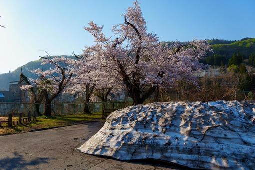 250426西大滝ダムの桜 250426西大滝ダムの桜 長野県,飯山市,西大滝の写真素材