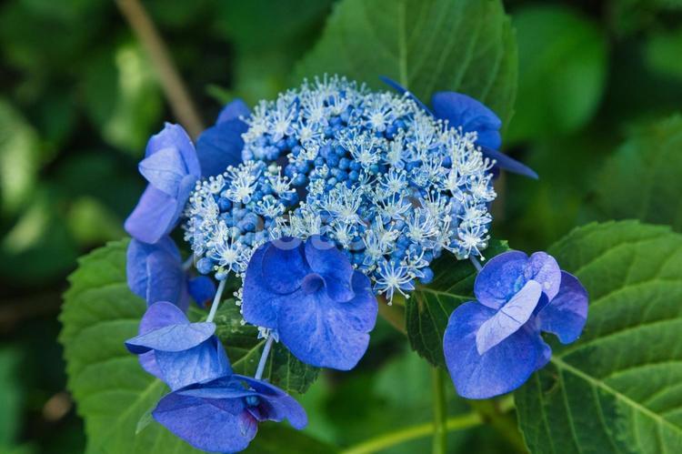 鮮やかに咲く青いアジサイ 紫陽花,花,アジサイの写真素材