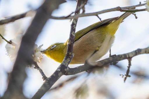 桜をつつくメジロ 桜をつつくメジロ 日本,野鳥,鳥の写真素材