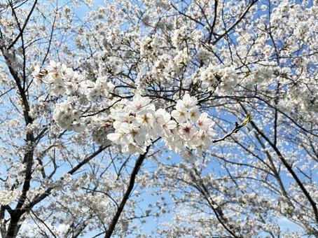 桜 桜の写真