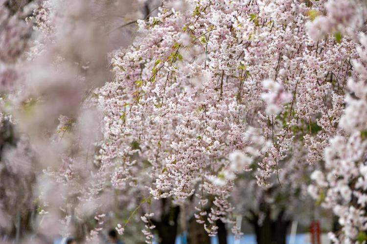 弘前城市民公園内の枝垂れ桜 弘前城,サクラ,さくらの写真素材