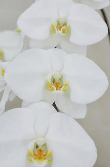 胡蝶蘭の花びら 胡蝶蘭の花びらの写真