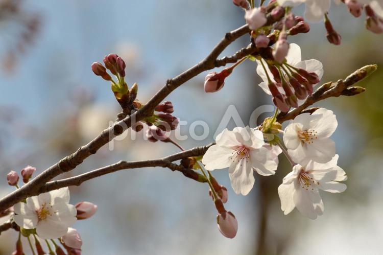 桜　ソメイヨシノの花 桜,春,花の写真素材