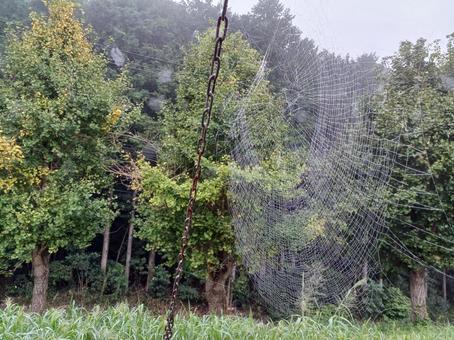 クモの巣 クモの巣 蜘蛛の巣,雨上がり,自然の写真素材