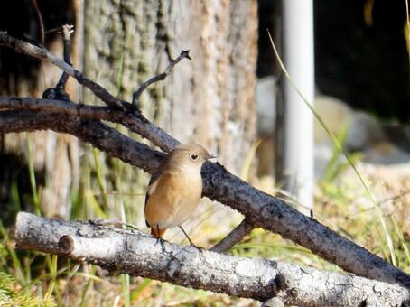 【鳥の写真】ジョウビタキ♀ ジョウビタキ,常鶲,自然の写真素材