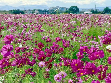 福井県 曇り空と宮ノ下コスモス公苑 福井県 曇り空と宮ノ下コスモス公苑 福井県,宮ノ下コスモス公苑,曇りの写真素材