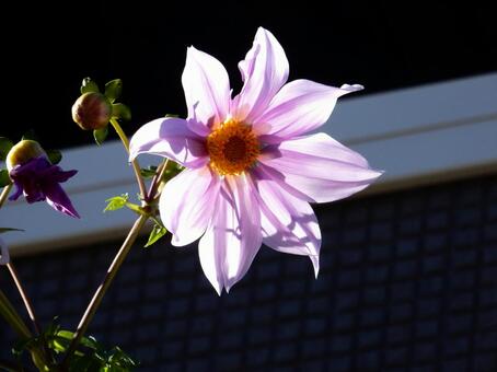 【花の写真】皇帝ダリア 皇帝ダリア,コウテイダリア,植物の写真素材