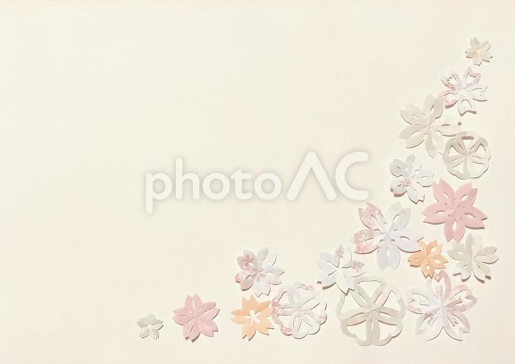 桜　フレーム　生成り地 桜,生成り,フレームの写真素材