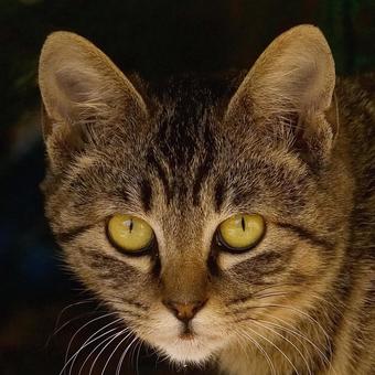 Glaring Cat, JPG Glaring Cat, JPG
