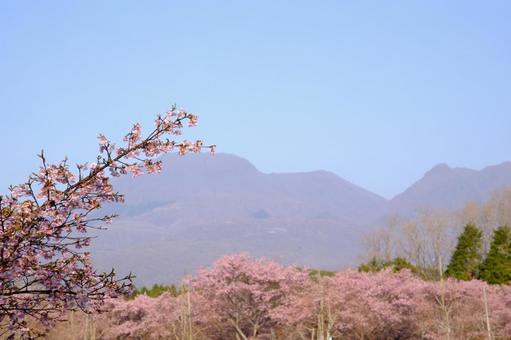 桜19 桜19の写真