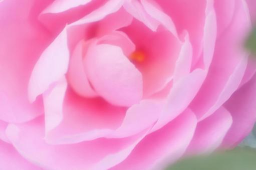 可憐なサザンカのクローズアップ サザンカ,秋,ソフトの写真素材