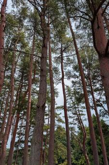 そびえたつ松の木 そびえたつ松の木 松,松の木,森の写真素材