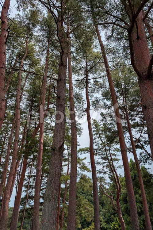 そびえたつ松の木 松,松の木,森の写真素材