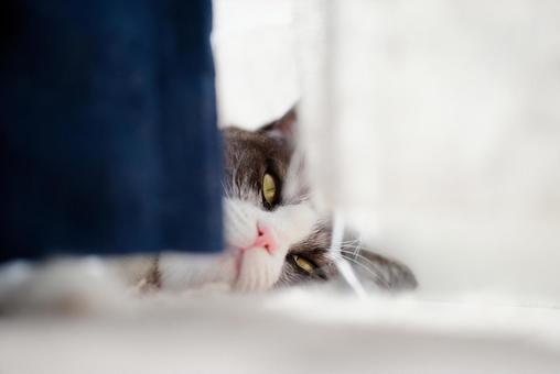 カーテンの隙間から見る猫 カーテンの隙間から見る猫,猫,ねこの写真素材