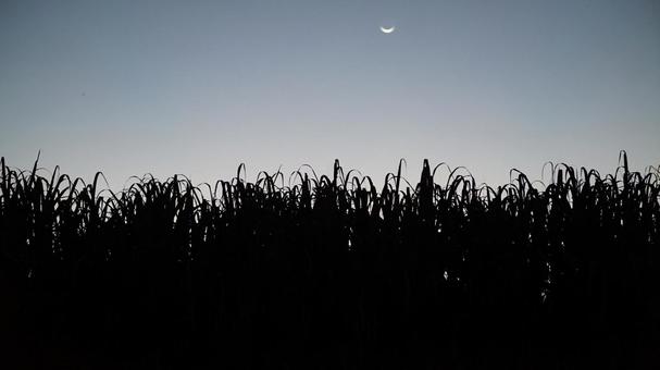 朝 朝 夜,風景,霧の写真素材
