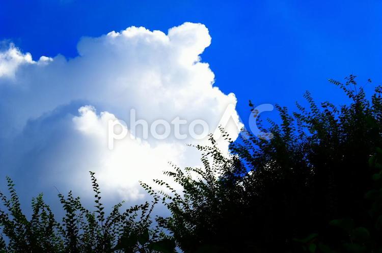 朝空と雲と樹木 青空,朝空,空の写真素材